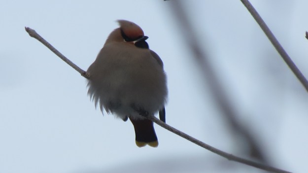 Bohemian Waxwing