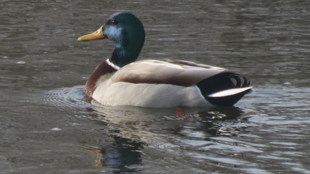 Drake mallard in breeding plumage.