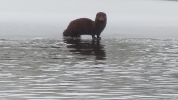 Otter standing on river bank.