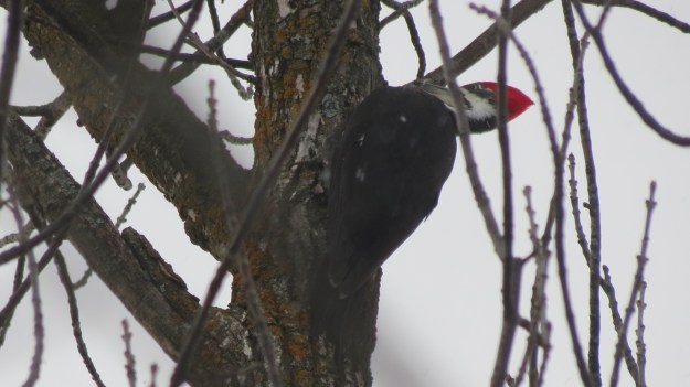 Pileated woodpecker.