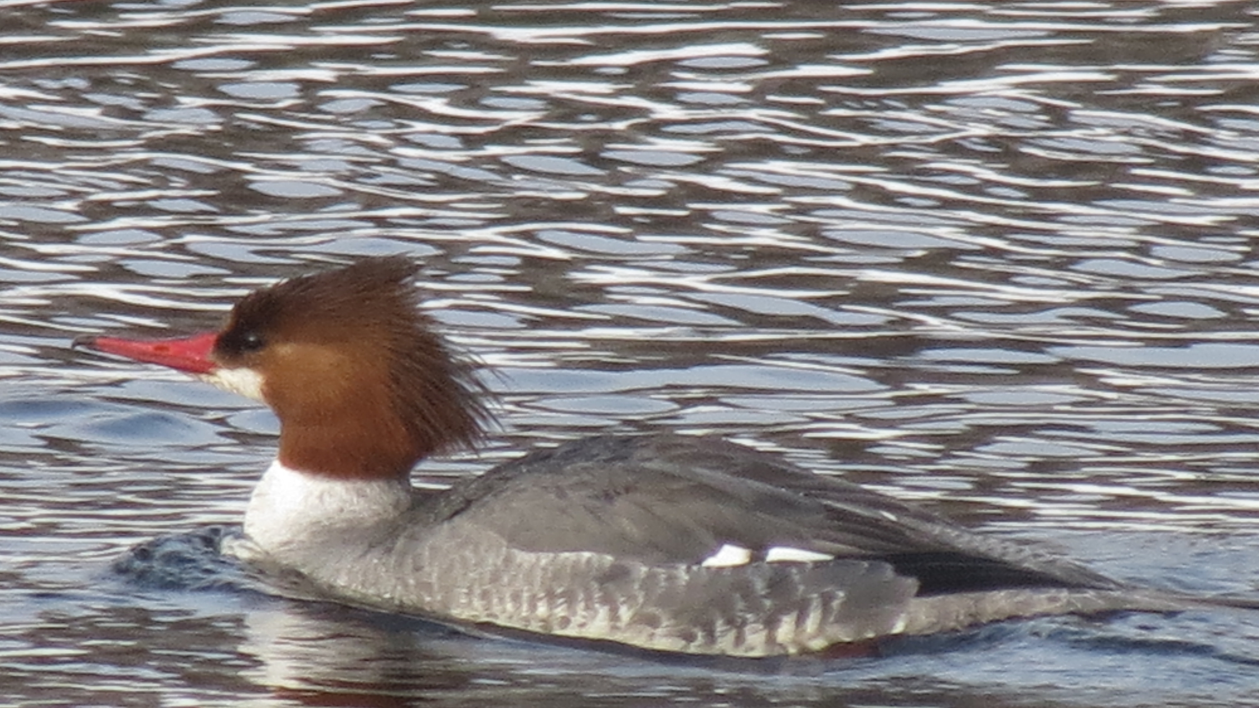 Hen merganser.