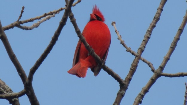 Male cardinal