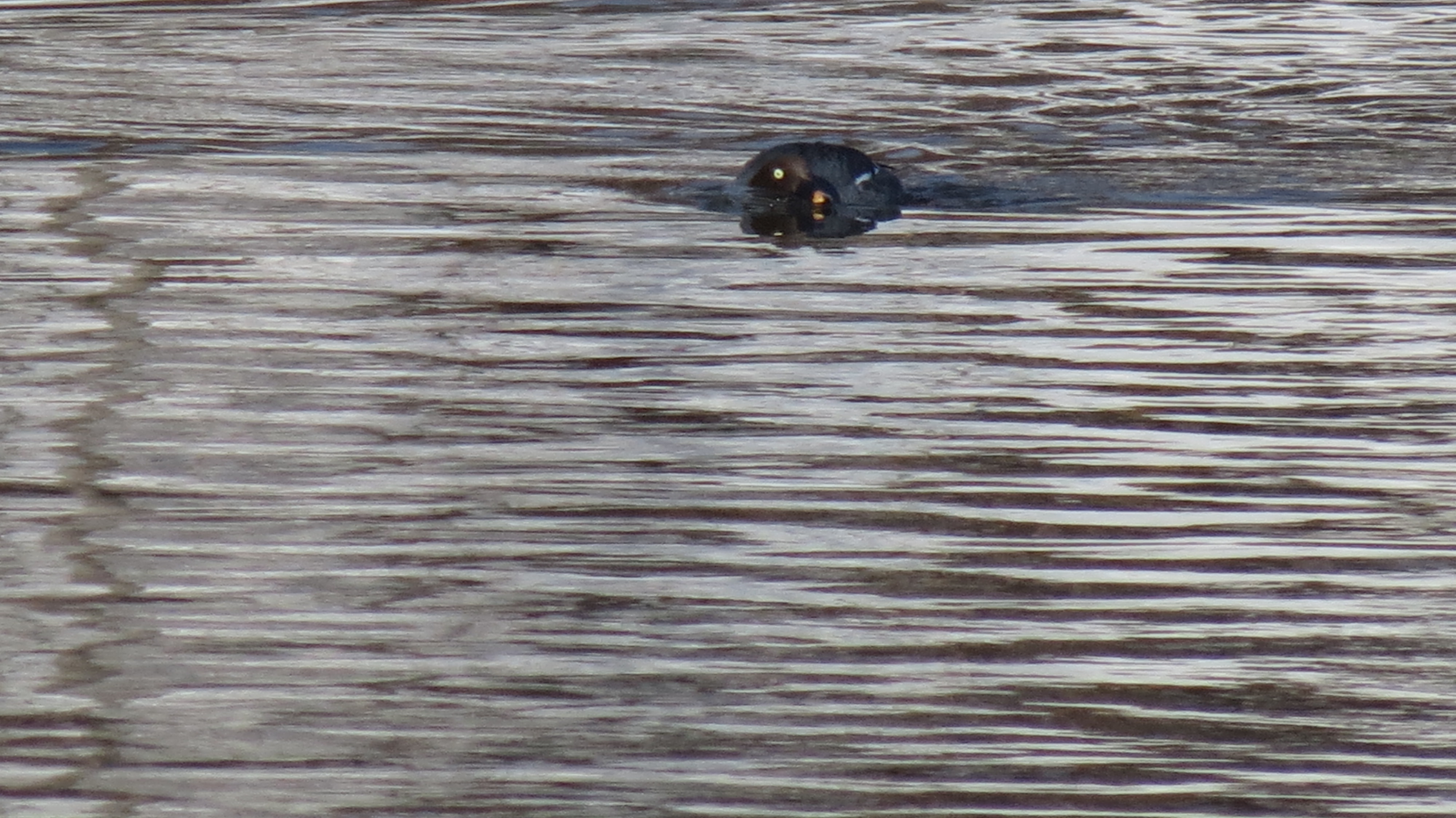 Hen goldeneye in the mood...