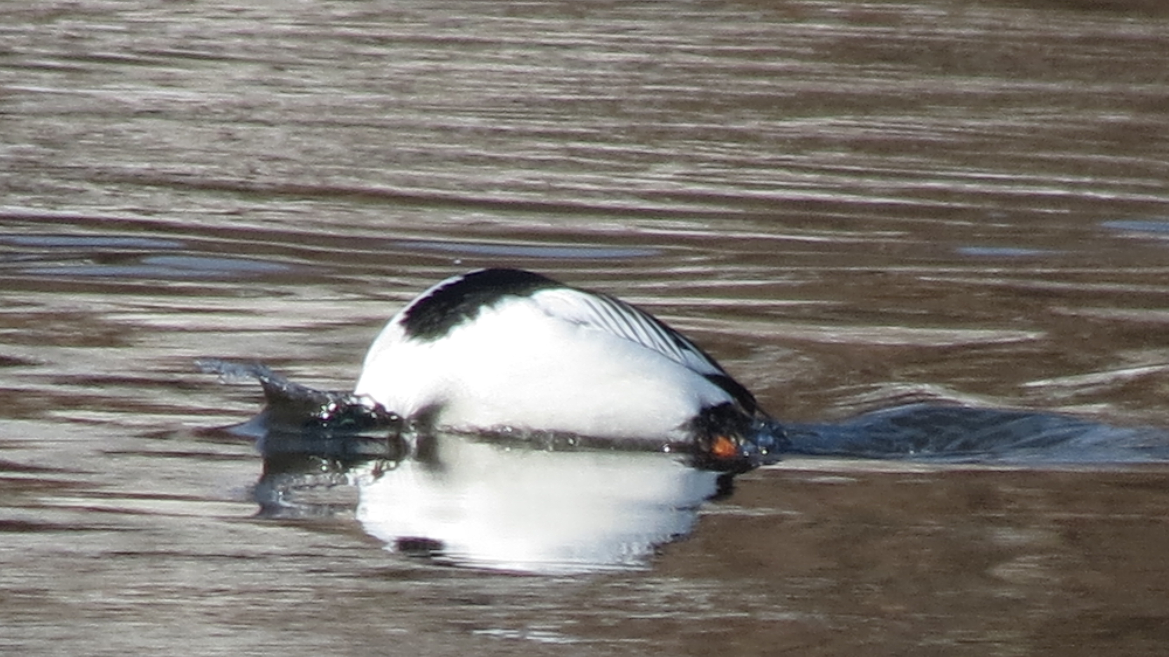 Drake goldeneye diving
