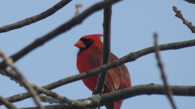 Cardinal