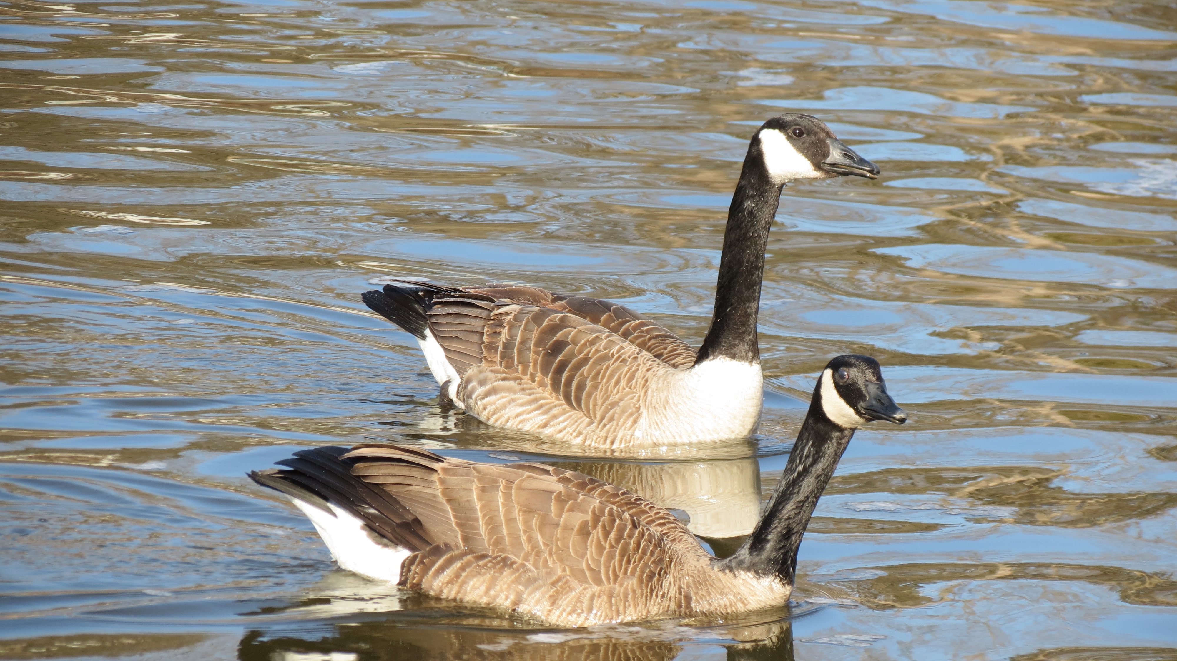 Canada geese