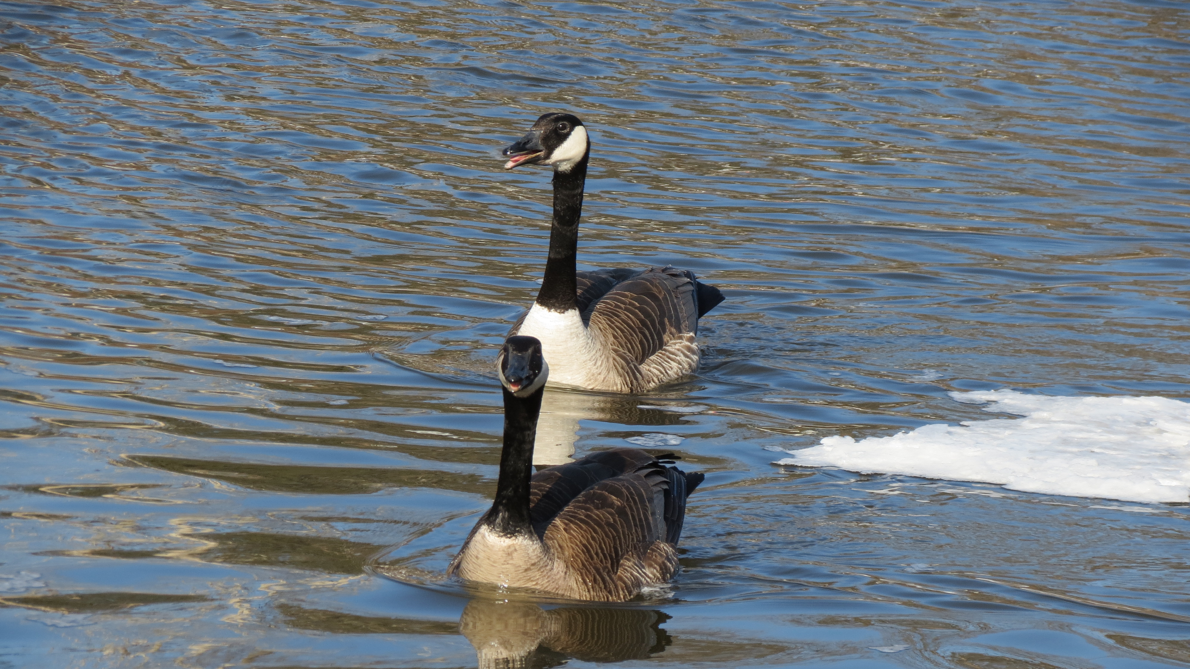 Canada geese
