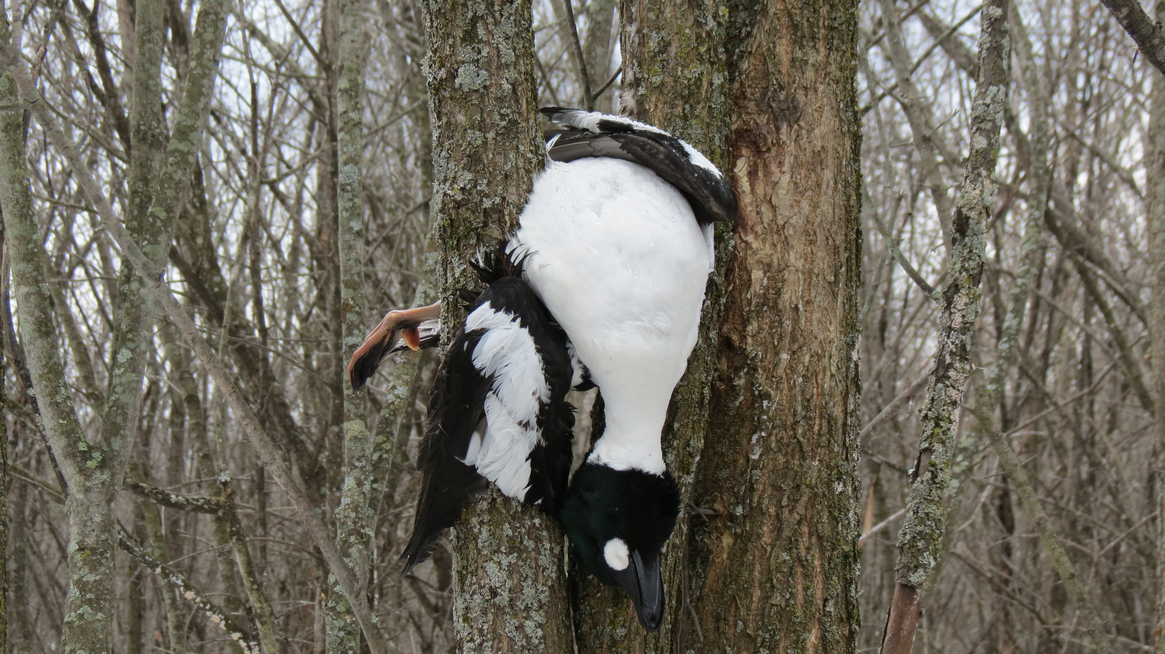 Drake goldeney--post mortem