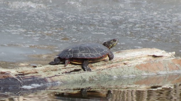 Painted turtle