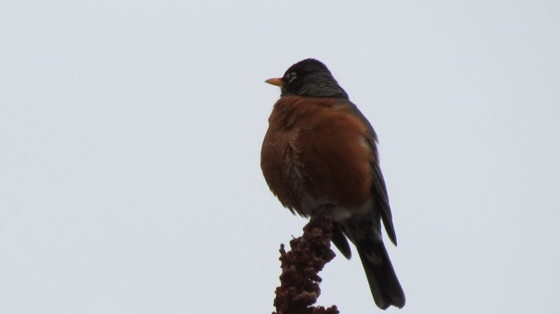 American Robin