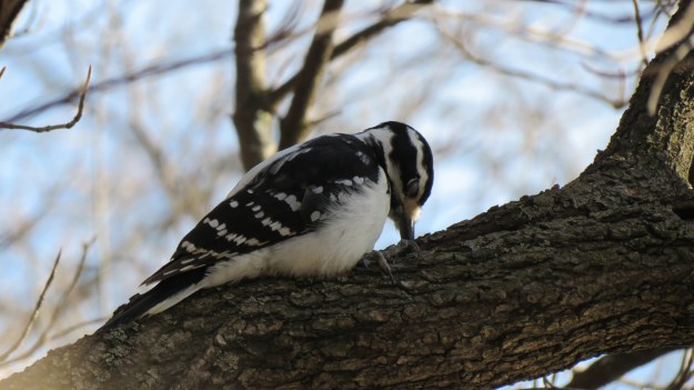 Hairy woodpecker