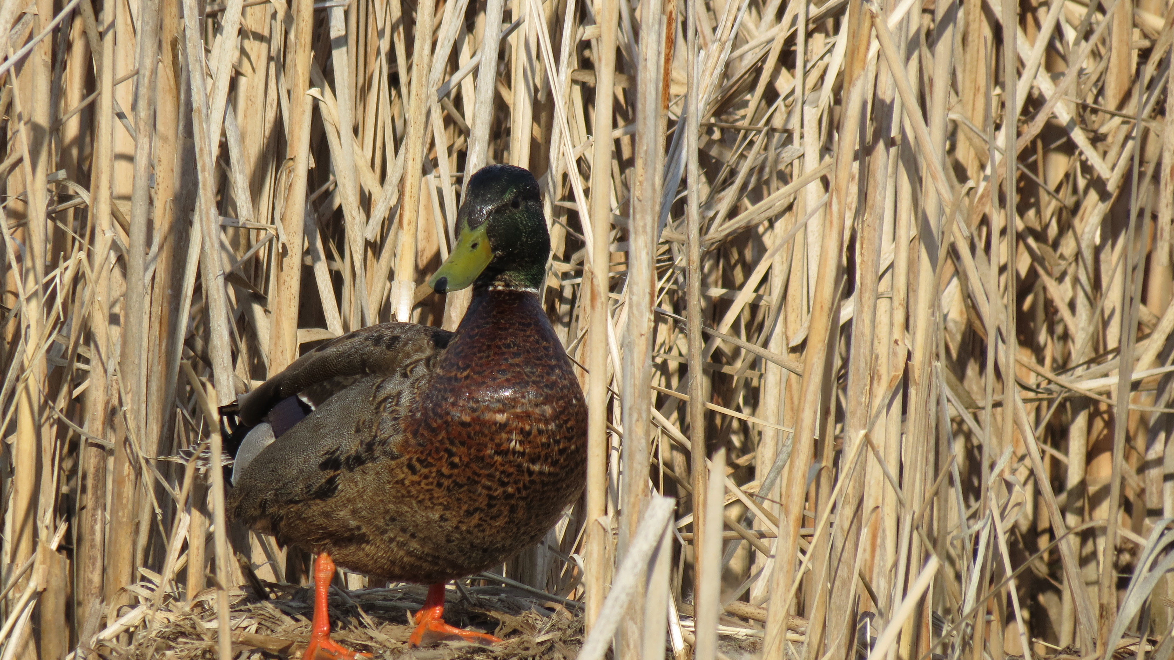 Mallard drake