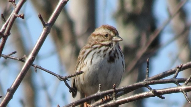 Song sparrow.