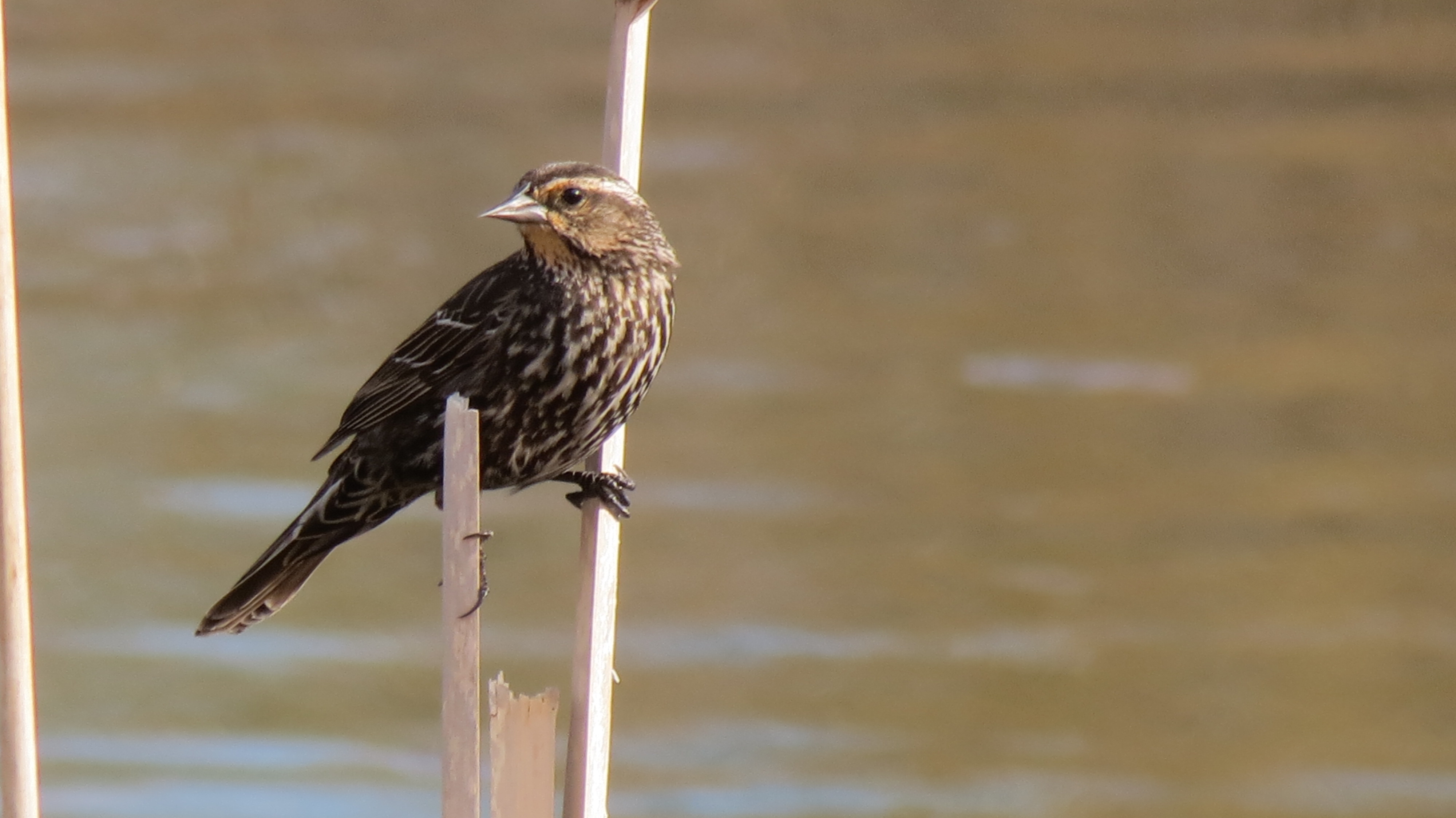 Red-winged blackbird