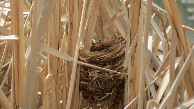 Red-winged blackbird nest