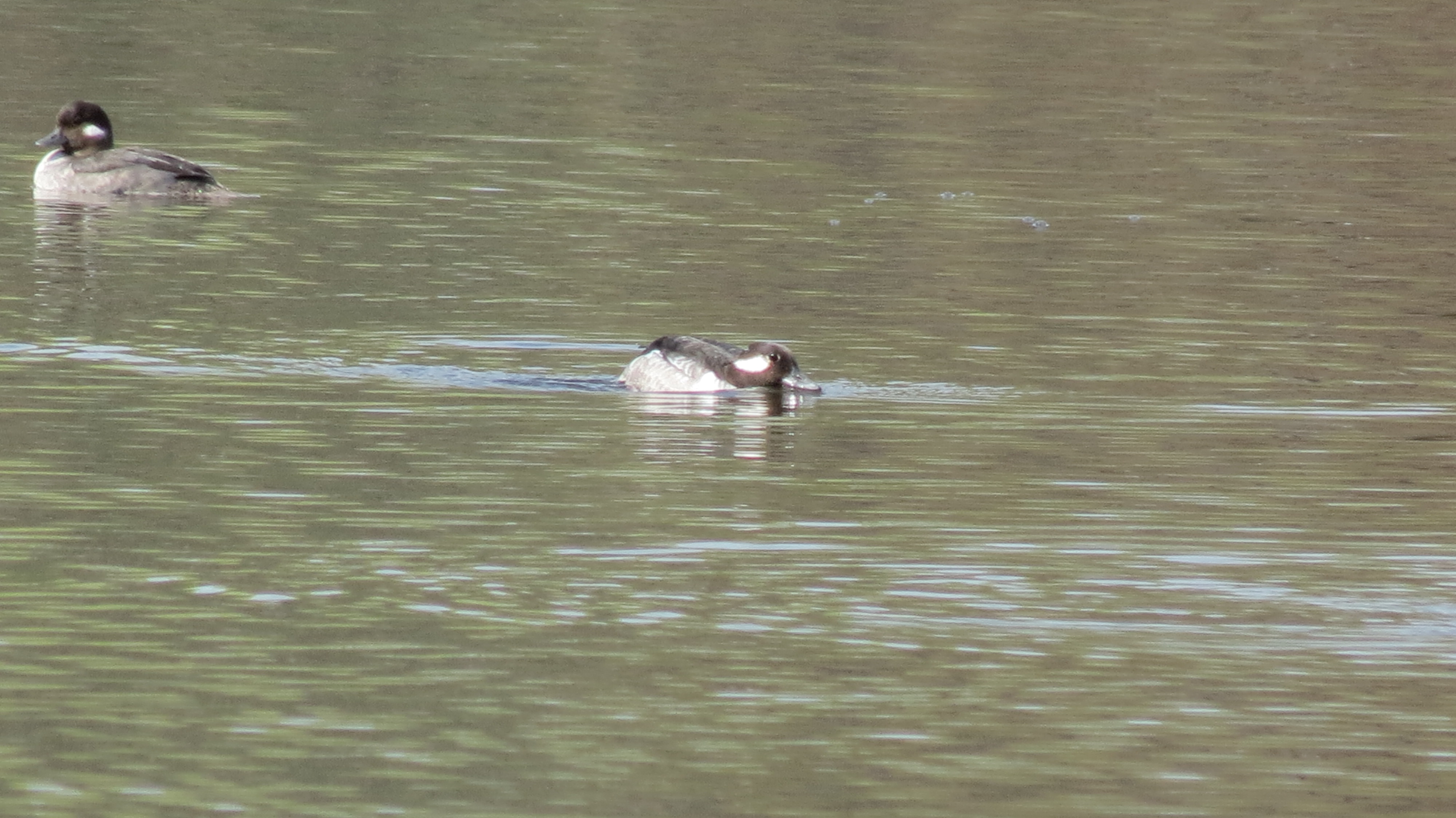 Bufflehead