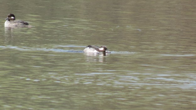 Bufflehead