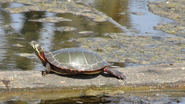 Painted turtle
