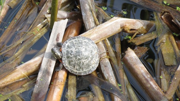 Young painted turtle