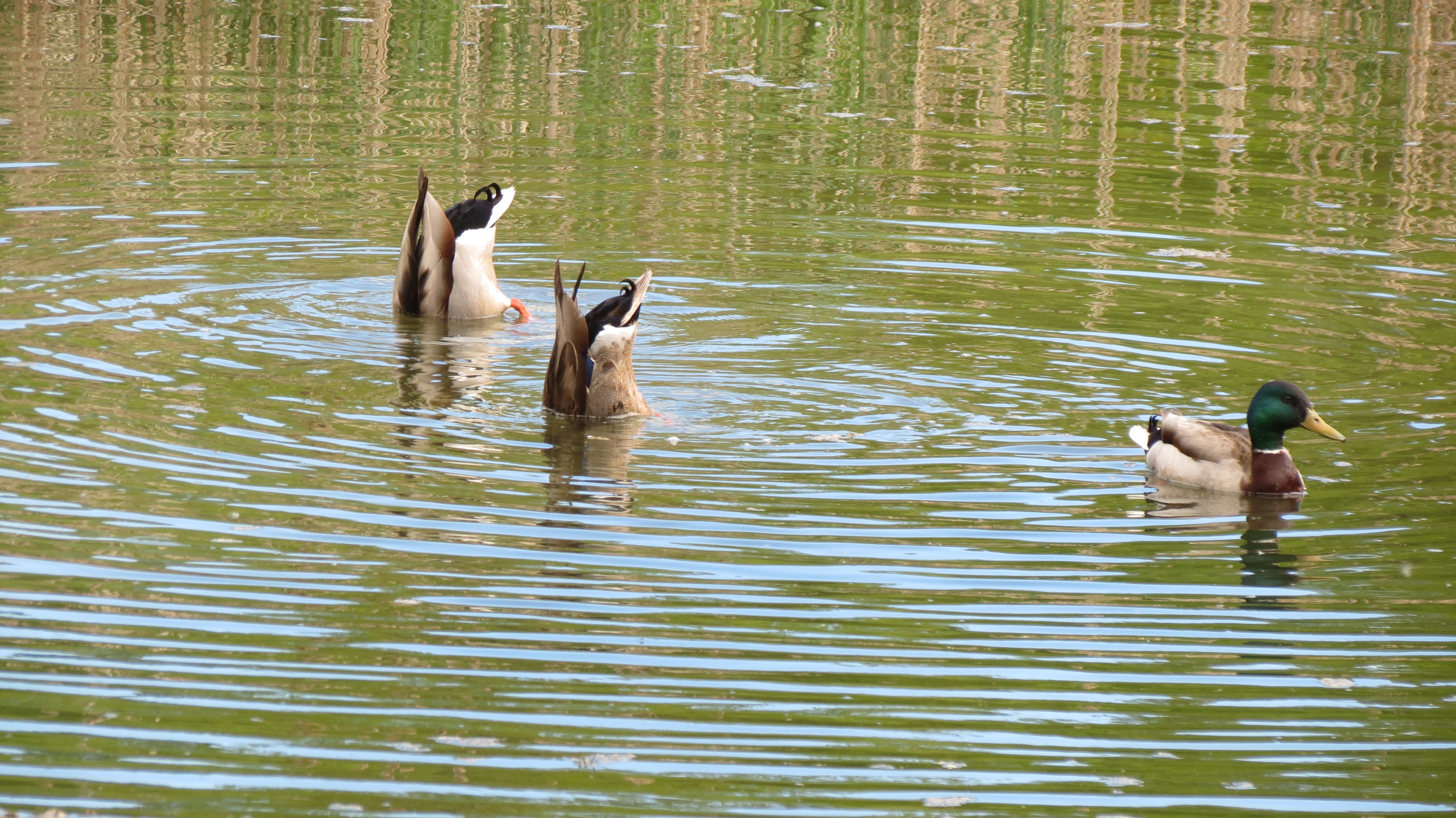 Mallard drakes post mating season