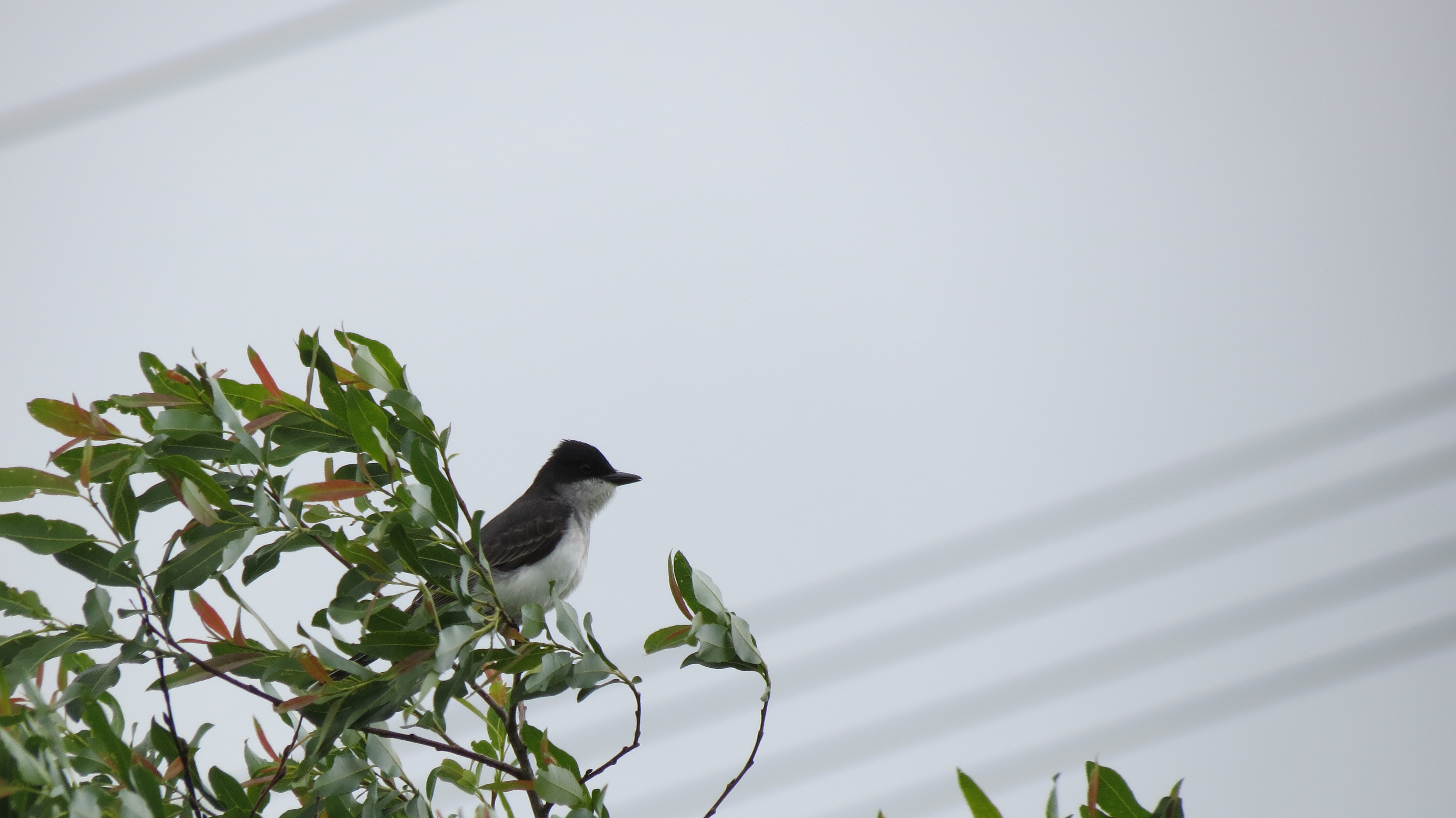 Eastern kingbird