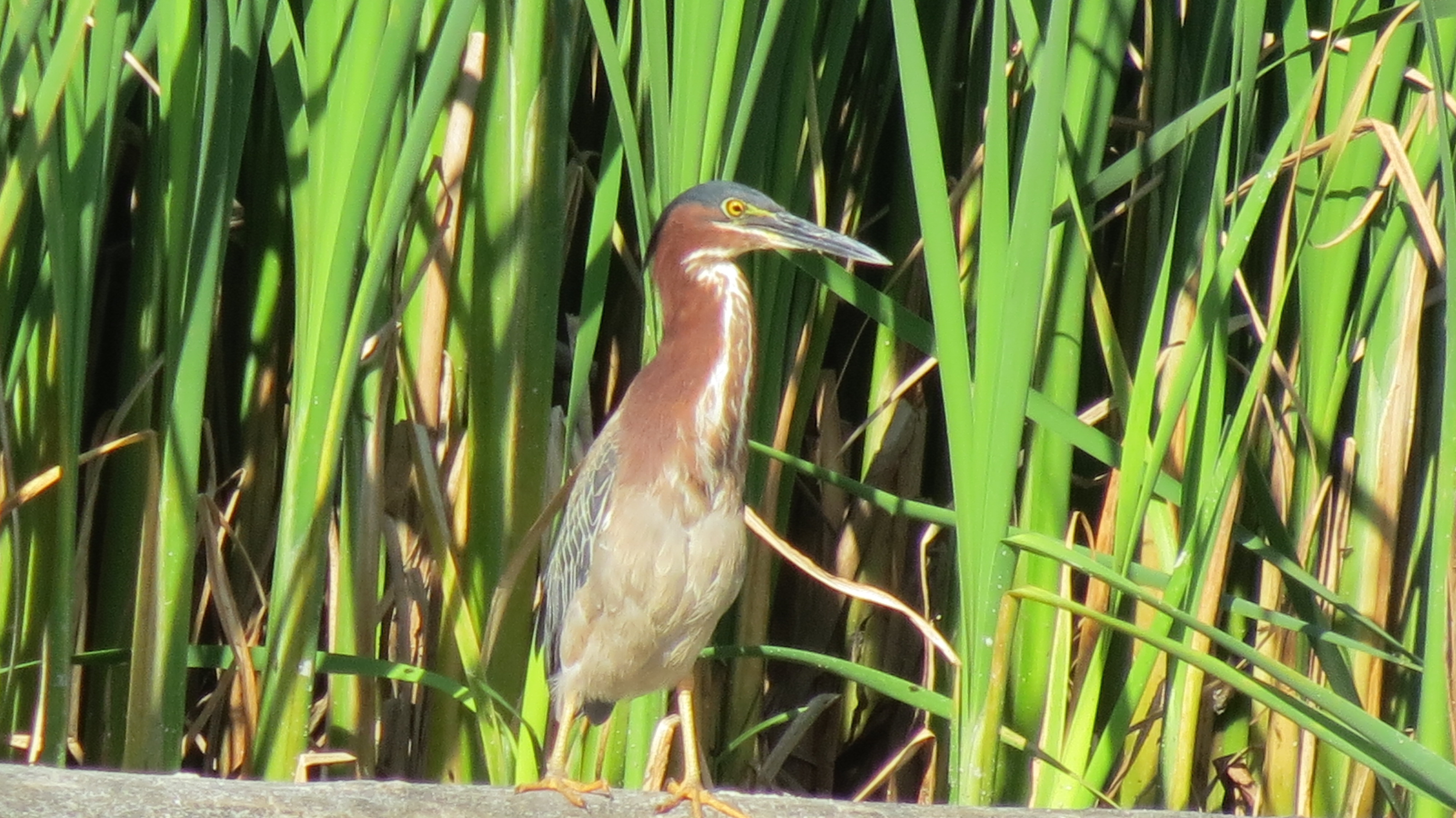 Green heron