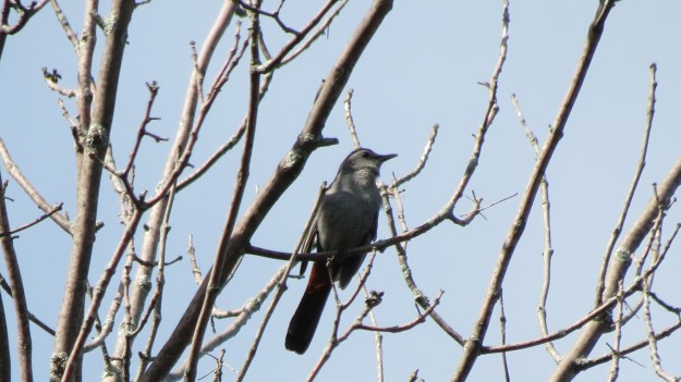 Gray catbird