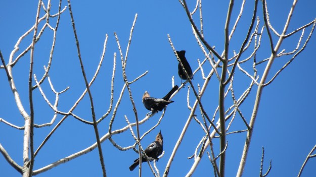 Brown-headed cowbird