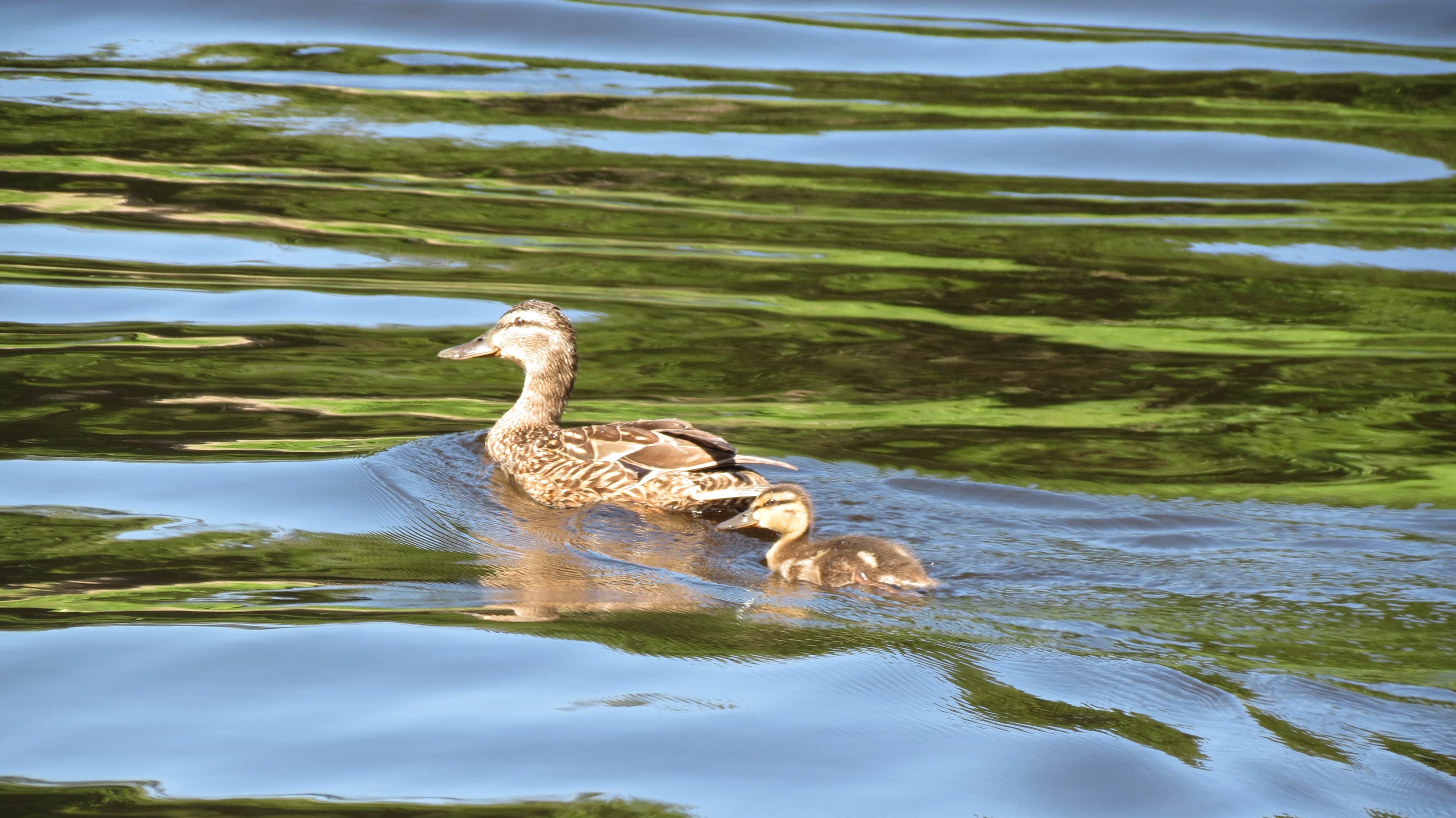Mallard hen with duckling